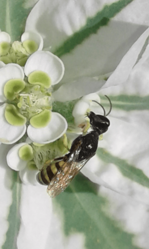 Crabronidae : Ectemnius sp. 2 ? No, femmina di Lestica clypeata